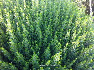 Myrtus communis 'Compacta'- foliage